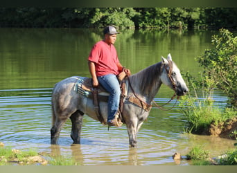 Arbeitspferd, Wallach, 9 Jahre, 152 cm, Apfelschimmel