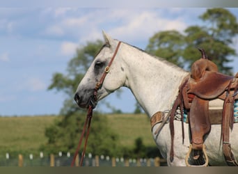 Arbeitspferd, Wallach, 9 Jahre, 152 cm, Apfelschimmel