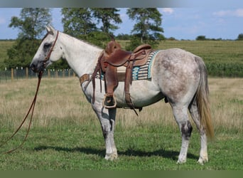 Arbeitspferd, Wallach, 9 Jahre, 152 cm, Apfelschimmel