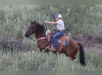 Arbeitspferd Mix, Wallach, 9 Jahre, 152 cm, Schecke