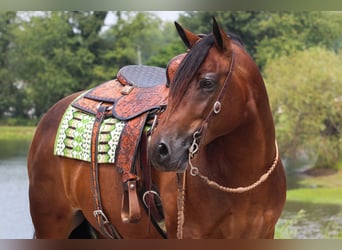 Arbeitspferd Mix, Wallach, 9 Jahre, 155 cm, Rotbrauner