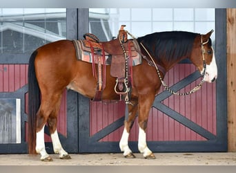 Arbeitspferd Mix, Wallach, 9 Jahre, 155 cm, Rotbrauner