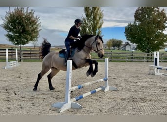 Arbeitspferd, Wallach, 9 Jahre, 157 cm, Buckskin