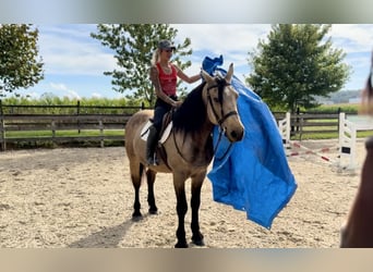 Arbeitspferd, Wallach, 9 Jahre, 157 cm, Buckskin