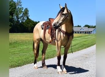 Arbeitspferd, Wallach, 9 Jahre, 157 cm, Buckskin