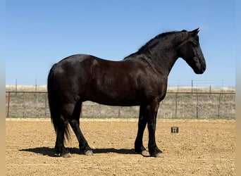 Arbeitspferd, Wallach, 9 Jahre, 160 cm, Rappe