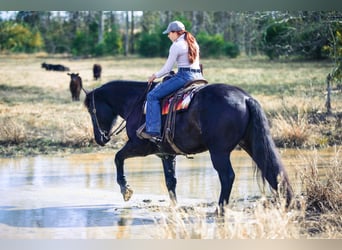 Arbeitspferd Mix, Wallach, 9 Jahre, 160 cm, Roan-Blue