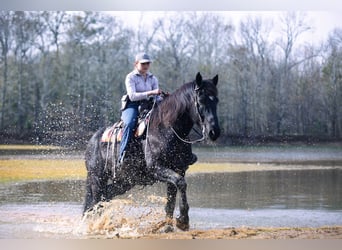 Arbeitspferd Mix, Wallach, 9 Jahre, 160 cm, Roan-Blue