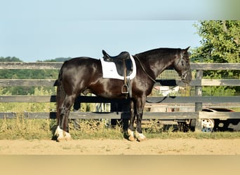 Arbeitspferd Mix, Wallach, 9 Jahre, 163 cm, Rappe