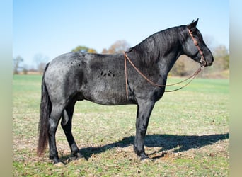 Arbeitspferd Mix, Wallach, 9 Jahre, 163 cm, Roan-Blue