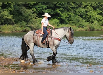 Arbeitspferd Mix, Wallach, 9 Jahre, 163 cm, Roan-Blue