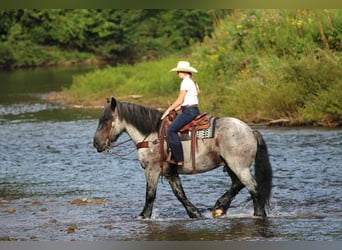 Arbeitspferd Mix, Wallach, 9 Jahre, 163 cm, Roan-Blue