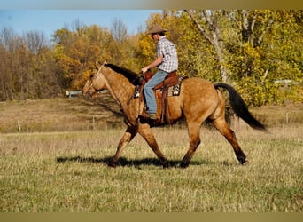 Arbeitspferd Mix, Wallach, 9 Jahre, 165 cm, Buckskin