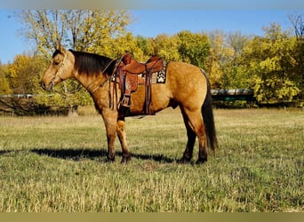 Arbeitspferd Mix, Wallach, 9 Jahre, 165 cm, Buckskin