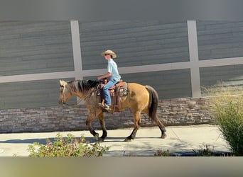 Arbeitspferd Mix, Wallach, 9 Jahre, 165 cm, Buckskin