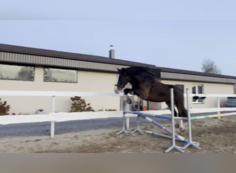 Arbeitspferd Mix, Wallach, 9 Jahre, 173 cm, Rotbrauner