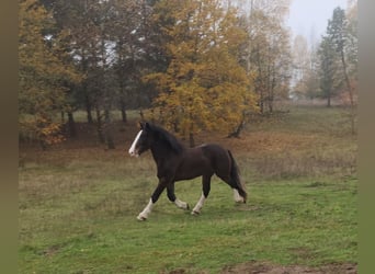 Arbeitspferd Mix, Wallach, 9 Jahre, 173 cm, Rotbrauner