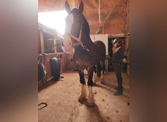Arbeitspferd Mix, Wallach, 9 Jahre, 173 cm, Rotbrauner