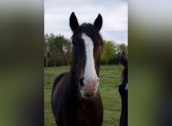 Arbeitspferd Mix, Wallach, 9 Jahre, 173 cm, Rotbrauner