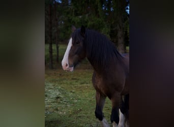 Arbeitspferd Mix, Wallach, 9 Jahre, 173 cm, Rotbrauner