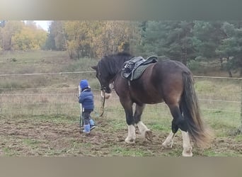 Arbeitspferd Mix, Wallach, 9 Jahre, 173 cm, Rotbrauner