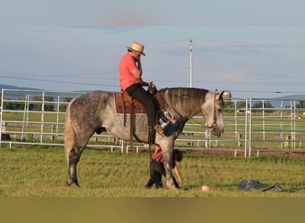 Arbeitspferd Mix, Wallach, 9 Jahre, 173 cm, Schimmel
