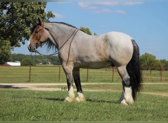 Arbeitspferd, Wallach, 9 Jahre, 175 cm, Roan-Bay