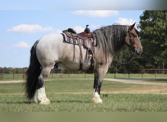 Arbeitspferd, Wallach, 9 Jahre, 175 cm, Roan-Bay