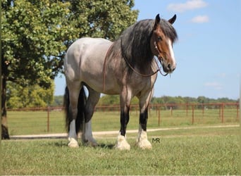 Arbeitspferd, Wallach, 9 Jahre, 175 cm, Roan-Bay