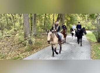 Arbeitspferd, Wallach, 9 Jahre, Buckskin