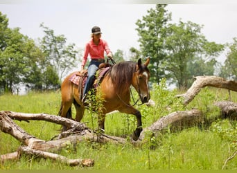 Arbeitspferd, Wallach, 9 Jahre, Falbe