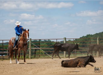 Arbeitspferd Mix, Wallach, 9 Jahre, Roan-Red
