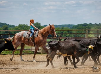 Arbeitspferd Mix, Wallach, 9 Jahre, Roan-Red