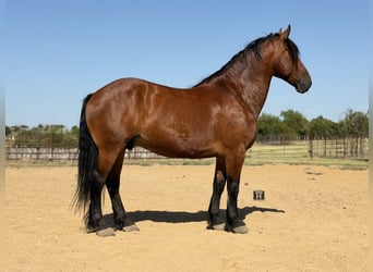 Arbeitspferd Mix, Wallach, 9 Jahre, Rotbrauner