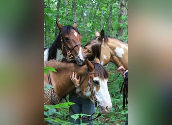 Arbeitspferd, Wallach, 9 Jahre, Sabino