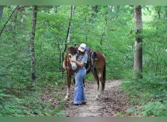 Arbeitspferd, Wallach, 9 Jahre, Sabino