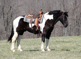 Arbeitspferd, Wallach, 9 Jahre, Tobiano-alle-Farben