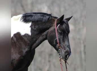 Arbeitspferd, Wallach, 9 Jahre, Tobiano-alle-Farben