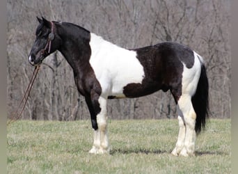 Arbeitspferd, Wallach, 9 Jahre, Tobiano-alle-Farben