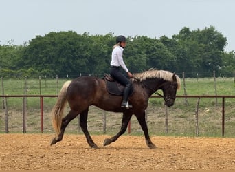 Arbeitspferd Mix, Wallach, 9 Jahre