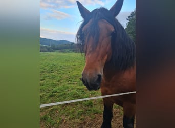 Ardennais, Étalon, 10 Ans, 160 cm, Bai