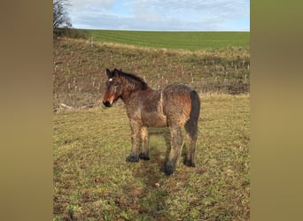 Ardennais, Étalon, 1 Année, 155 cm, Bai