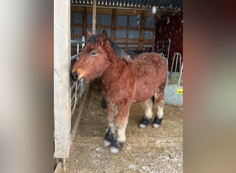 Ardennais, Étalon, 1 Année, 155 cm, Bai