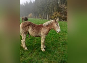 Ardennais, Étalon, 1 Année, Alezan