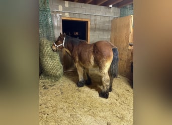 Ardennais, Étalon, 2 Ans, 157 cm, Bai