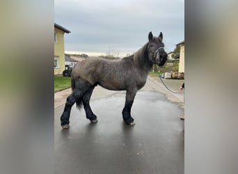 Ardennais, Étalon, 2 Ans, 175 cm, Rouan bleu