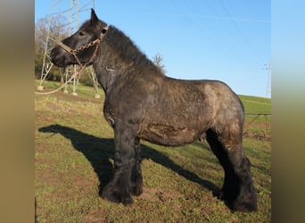 Ardennais, Étalon, 2 Ans, Rouan bleu