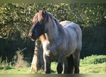 Ardennais, Étalon, 3 Ans, 165 cm, Rouan bleu