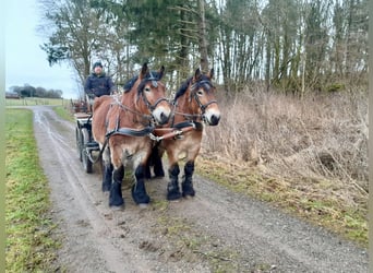 Ardennais, Étalon, 3 Ans, Bai