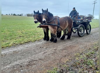 Ardennais, Étalon, 3 Ans, Bai